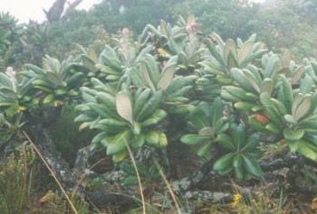 Oldeburgia grandis